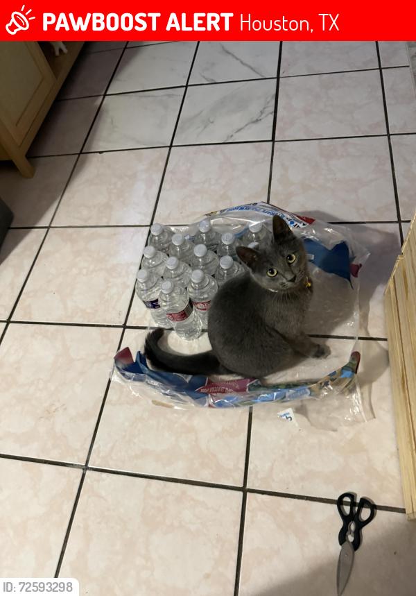 Lost Female Cat last seen Sherwood Forest st, Houston, TX 77043