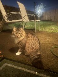Found/Stray Unknown Cat last seen Milwaukie and Holgate, Portland, OR 97202