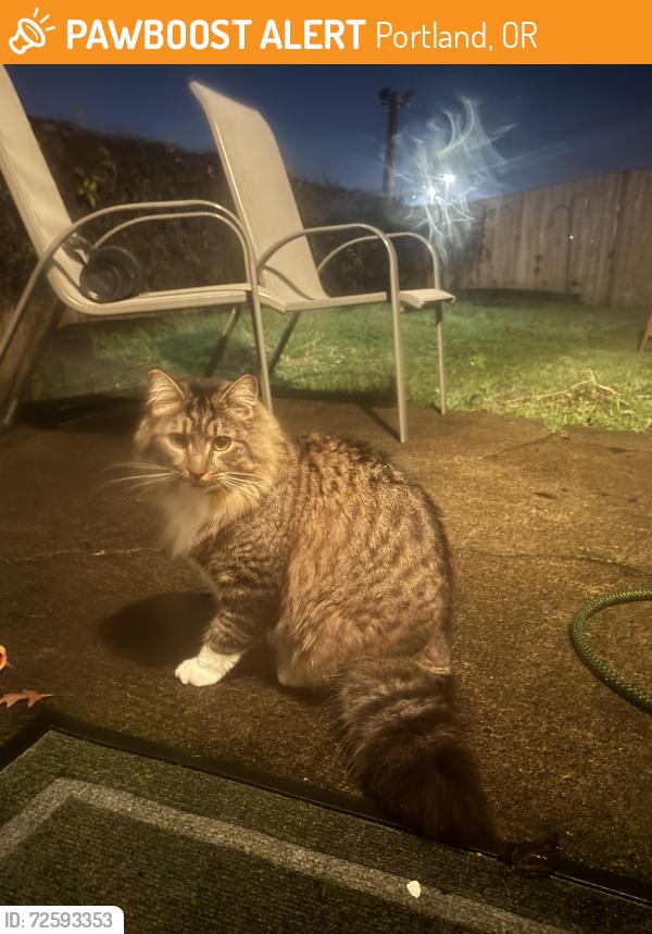 Found/Stray Unknown Cat last seen Milwaukie and Holgate, Portland, OR 97202