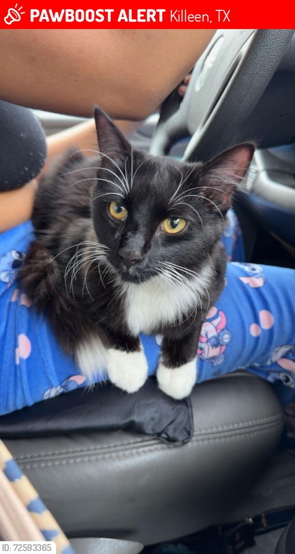 Lost Male Cat last seen fourth street, Killeen, TX 76541