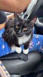 Lost Male Cat last seen fourth street, Killeen, TX 76541