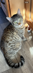 Lost Female Cat last seen Turnergrove and Faust, Lakewood, CA 90713