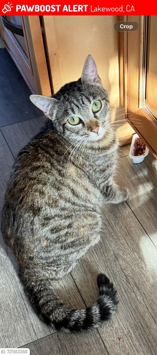 Lost Female Cat last seen Turnergrove and Faust, Lakewood, CA 90713