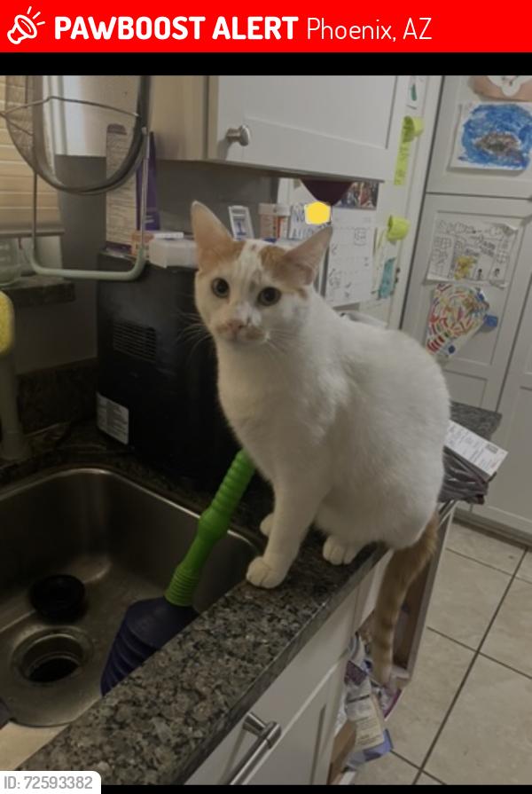 Lost Male Cat last seen Between  Weldon Ave and 24th Drive and 23rd Ave , Phoenix, AZ 85015