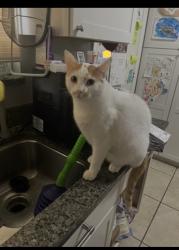 Lost Male Cat last seen Between  Weldon Ave and 24th Drive and 23rd Ave , Phoenix, AZ 85015