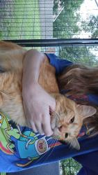 Lost Male Cat last seen Versailles blv, Lafayette, LA 70501