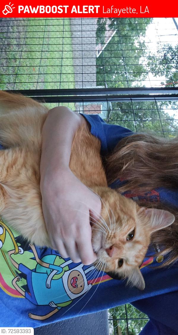 Lost Male Cat last seen Versailles blv, Lafayette, LA 70501