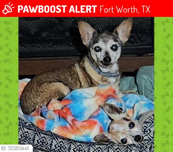Lost Female Dog last seen Bird street, Fort Worth, TX 76111