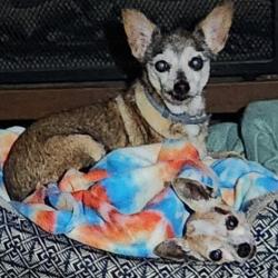 Lost Female Dog last seen Bird street, Fort Worth, TX 76111