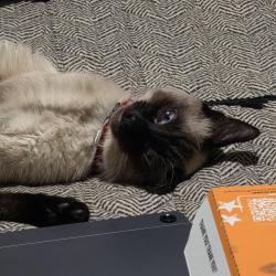 Lost Female Cat last seen Pinewood dr ,poplar st , main st , maple st, Hesperia, CA 92344