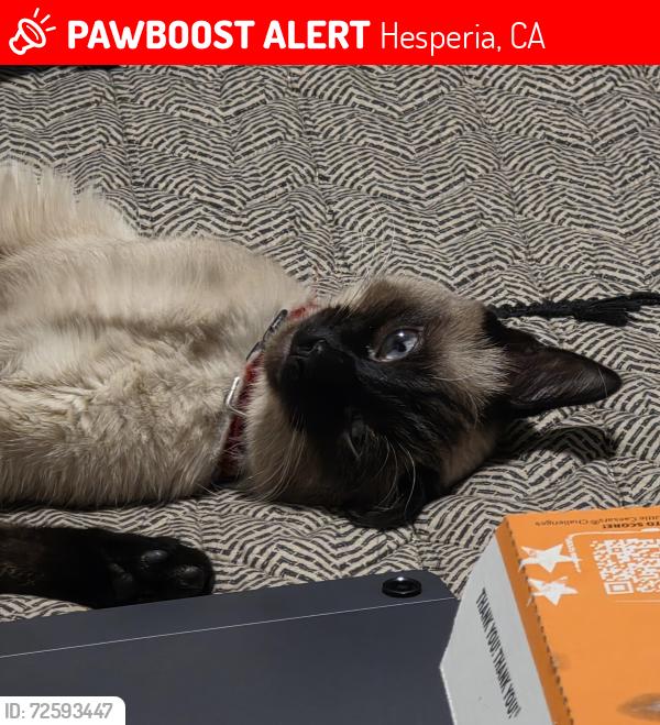 Lost Female Cat last seen Pinewood dr ,poplar st , main st , maple st, Hesperia, CA 92344