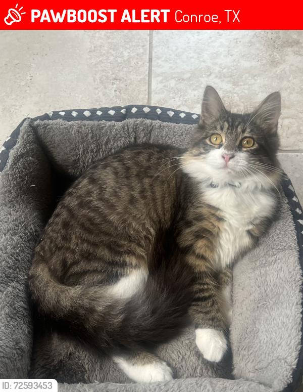 Lost Unknown Cat last seen Near street, Conroe, TX 77304
