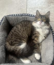 Lost Unknown Cat last seen Near street, Conroe, TX 77304