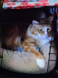 Lost Male Cat last seen Mount olivet rd, Martinsville, VA 24112