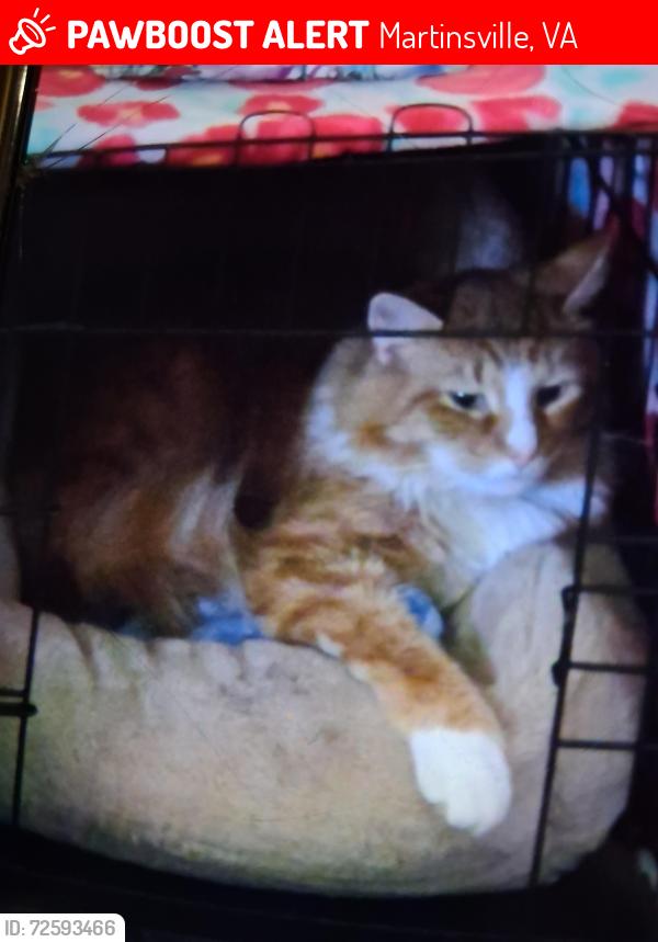 Lost Male Cat last seen Mount olivet rd, Martinsville, VA 24112