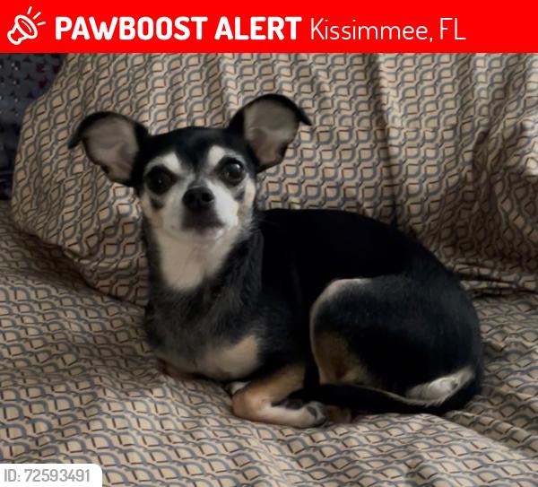 Lost Female Dog last seen Stoneway Kissimmee , Kissimmee, FL 34744