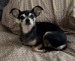 Lost Female Dog last seen Stoneway Kissimmee , Kissimmee, FL 34744