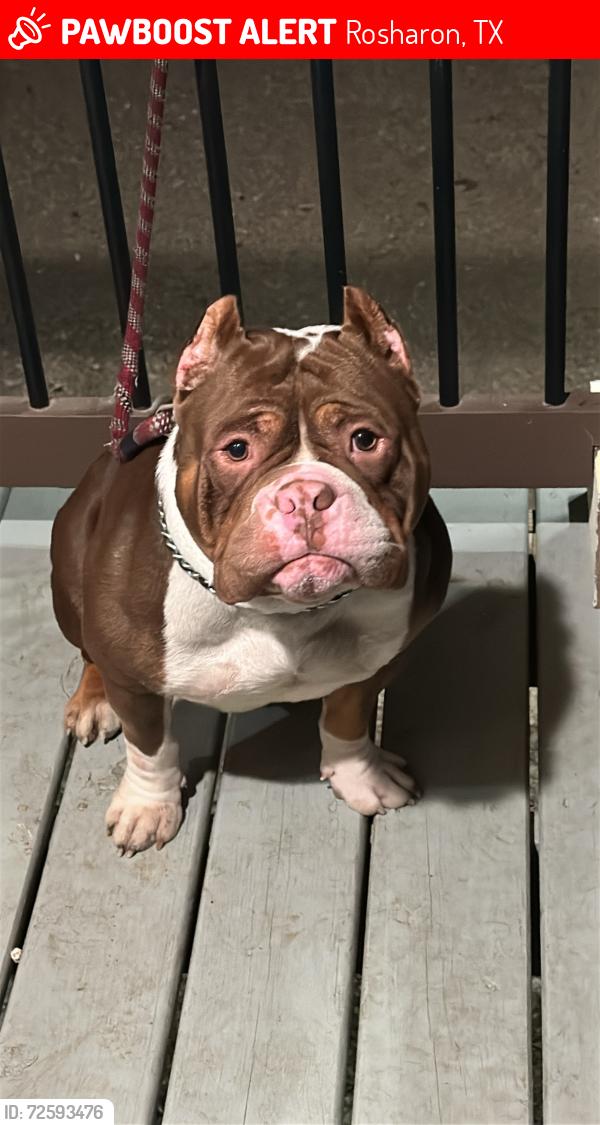 Lost Male Dog last seen Arcola, Fresno & Manvel, Rosharon, TX 77583