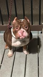 Lost Male Dog last seen Arcola, Fresno & Manvel, Rosharon, TX 77583