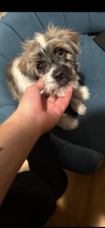 Lost Male Dog last seen Dauphin & 10th, Philadelphia, PA 19133