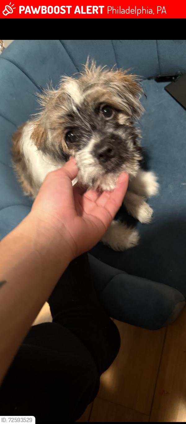 Lost Male Dog last seen Dauphin & 10th, Philadelphia, PA 19133
