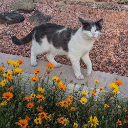 Lost Male Cat last seen 61st Ave & Mescal in Glendale, Glendale, AZ 85304