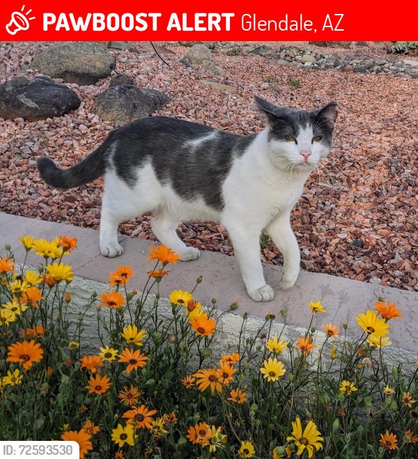 Lost Male Cat last seen 61st Ave & Mescal in Glendale, Glendale, AZ 85304