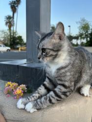 Lost Female Cat last seen Fairfax elementary, San Bernardino, CA 92404