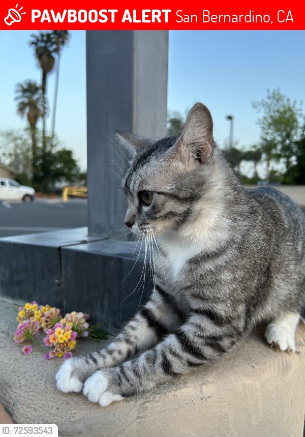 Lost Female Cat last seen Fairfax elementary, San Bernardino, CA 92404