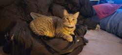 Lost Male Cat last seen 43rd Ave & Bethany , Phoenix, AZ 85019