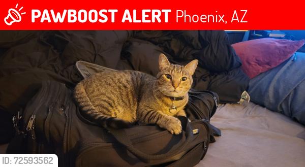 Lost Male Cat last seen 43rd Ave & Bethany , Phoenix, AZ 85019