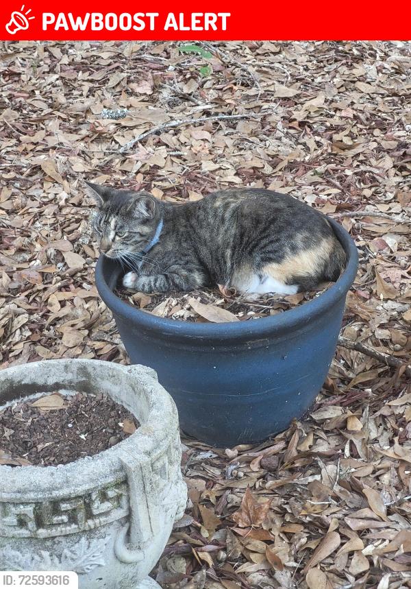 Lost Female Cat last seen Montacito/Mulat, Santa Rosa County, FL 32583