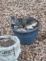 Lost Female Cat last seen Montacito/Mulat, Santa Rosa County, FL 32583
