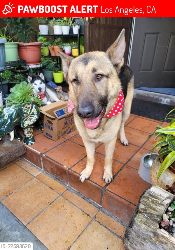 Lost Male Dog last seen West 41st Street and South Hoover Street , Los Angeles, CA 90037
