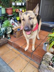 Lost Male Dog last seen West 41st Street and South Hoover Street , Los Angeles, CA 90037