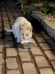 Found/Stray Unknown Cat last seen Casad st, Covina, CA 91723