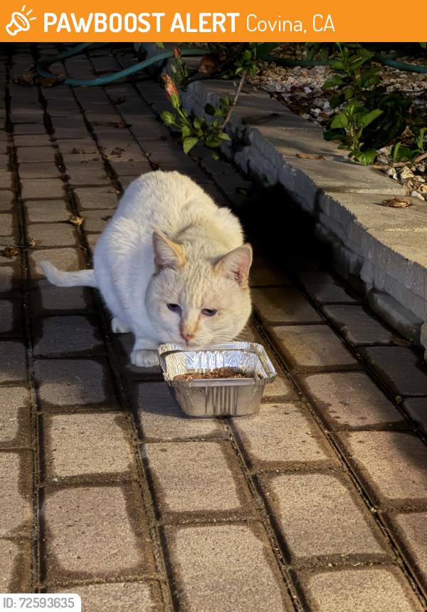 Found/Stray Unknown Cat last seen Casad st, Covina, CA 91723