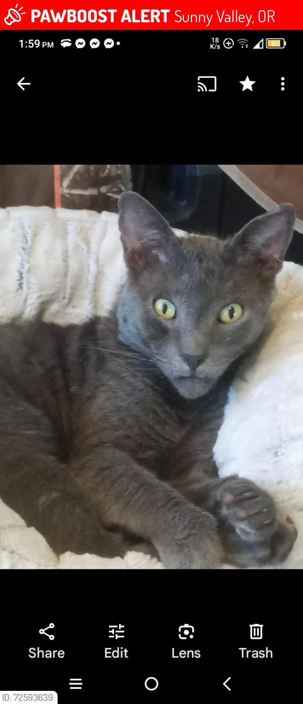 Lost Male Cat last seen Sunny valley Oregon , Sunny Valley, OR 97497