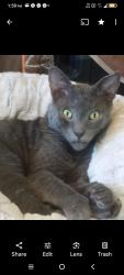 Lost Male Cat last seen Sunny valley Oregon , Sunny Valley, OR 97497