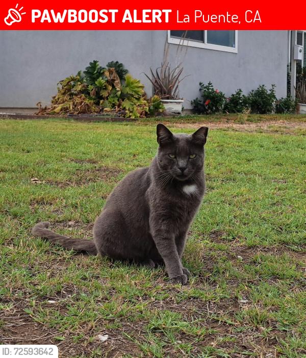 Lost Male Cat last seen Blackwood and Radway , La Puente, CA 91744