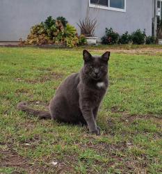 Lost Male Cat last seen Blackwood and Radway , La Puente, CA 91744