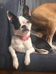 Lost Female Dog last seen N New Braunfels & Burnet, San Antonio, TX 78202