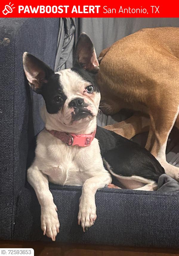 Lost Female Dog last seen N New Braunfels & Burnet, San Antonio, TX 78202