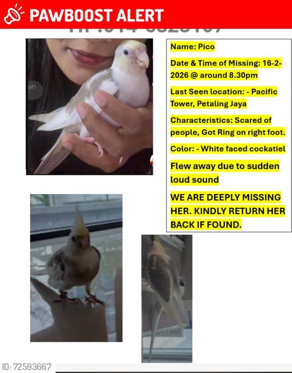 Lost Unknown Bird last seen subang jaya, kota damansara, petaling jaya, ss2, Petaling Jaya, Selangor 46200
