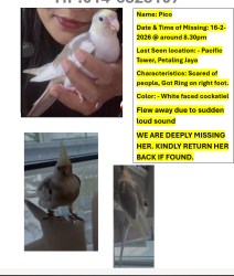 Lost Unknown Bird last seen subang jaya, kota damansara, petaling jaya, ss2, Petaling Jaya, Selangor 46200