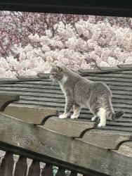 Lost Female Cat last seen 102nd , Battle Ground, WA 98604