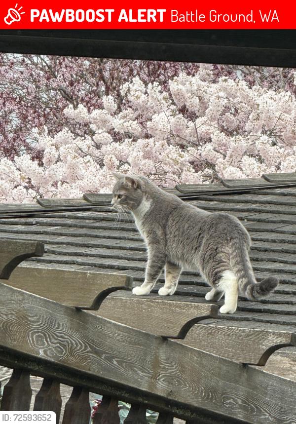 Lost Female Cat last seen 102nd , Battle Ground, WA 98604