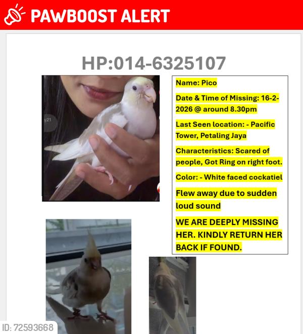 Lost Unknown Bird last seen subang jaya, kota damansara, petaling jaya, ss2, Petaling Jaya, Selangor 46200