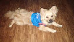 Lost Male Dog last seen By mechanic shop, Warr Acres, OK 73122