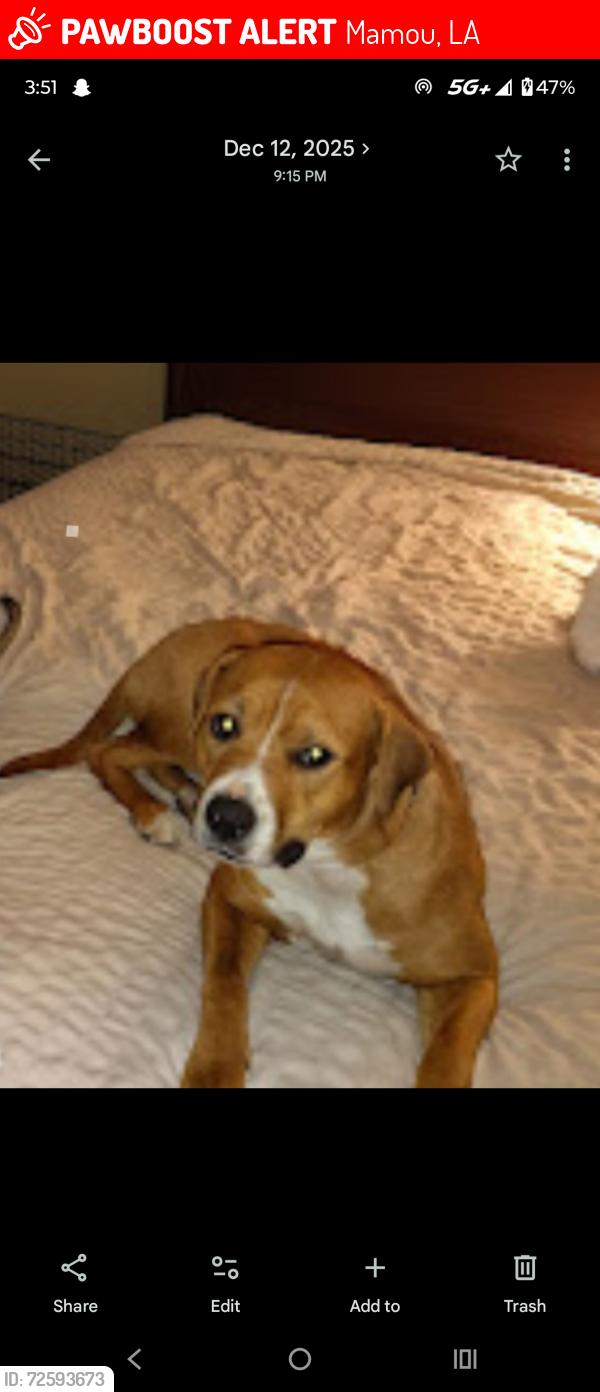 Lost Female Dog last seen Ballpark , Mamou, LA 70554